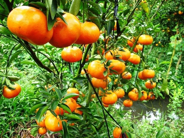 Khám Phá Thế Giới Trái Cây Vũng Tàu - Tận Hưởng Hương Vị Từ Thiên Nhiên