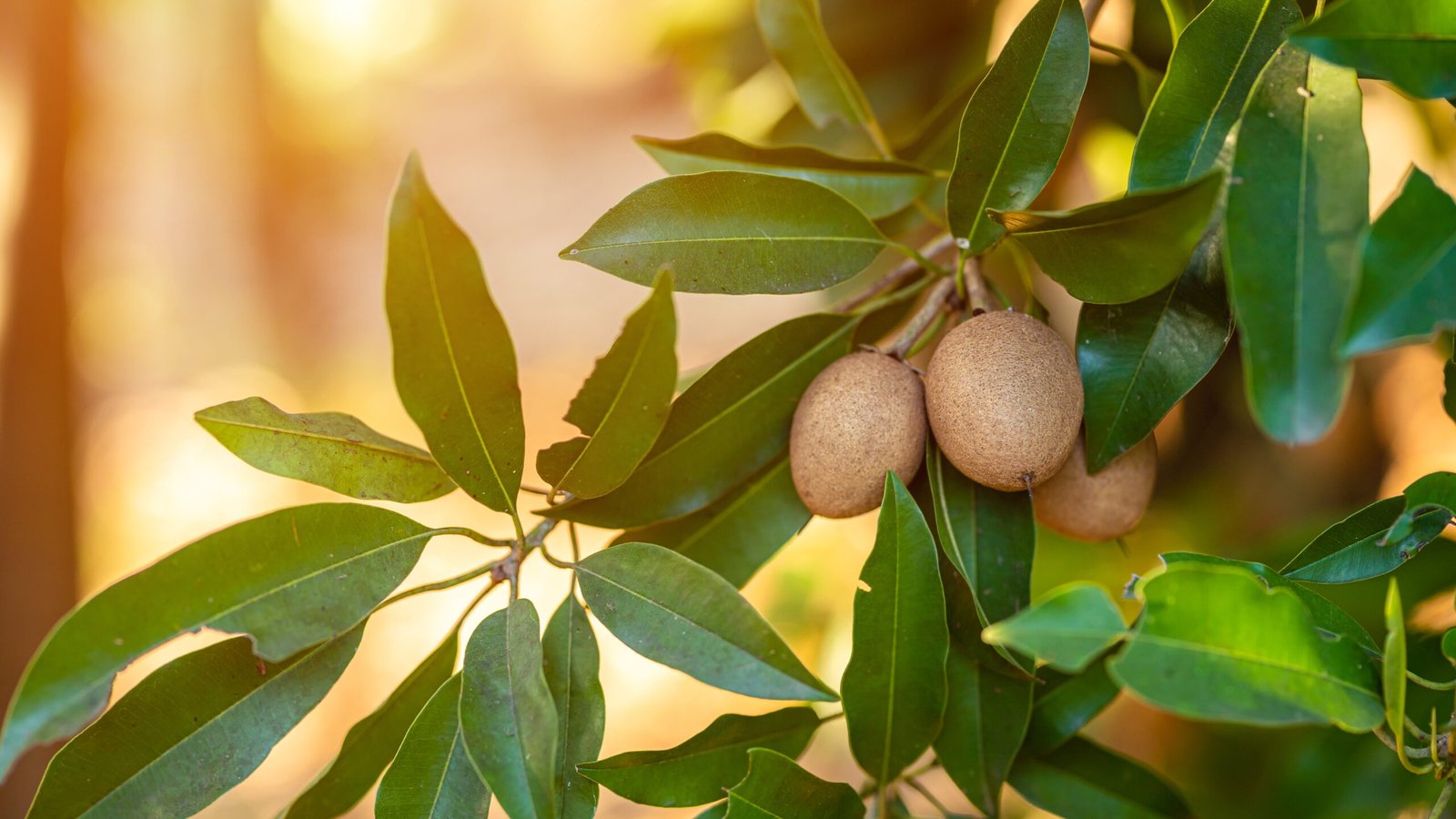 Hộp Trái Cây Vũng Tàu: Tiện Lợi, Sang Trọng, Giá Tốt