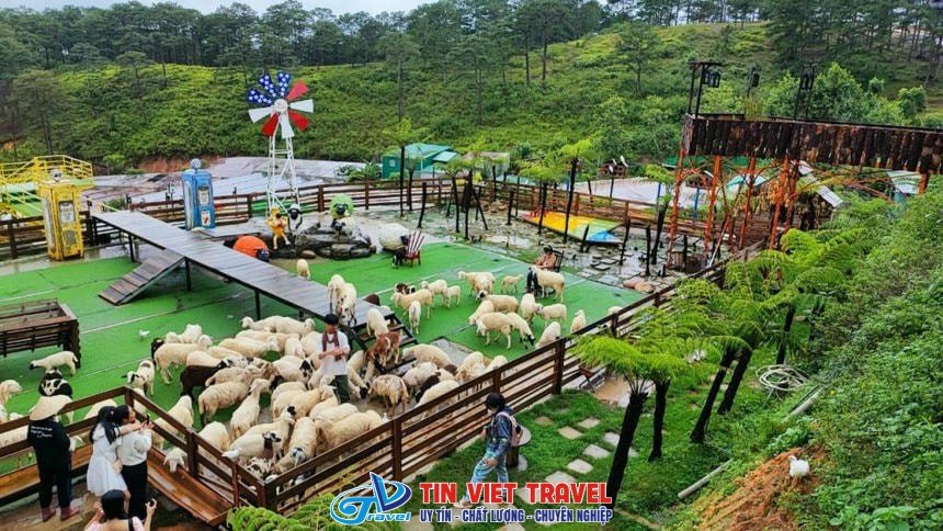 Trái Cây Sạch Vũng Tàu Hoa Tươi: Quà Tặng Ý Nghĩa!