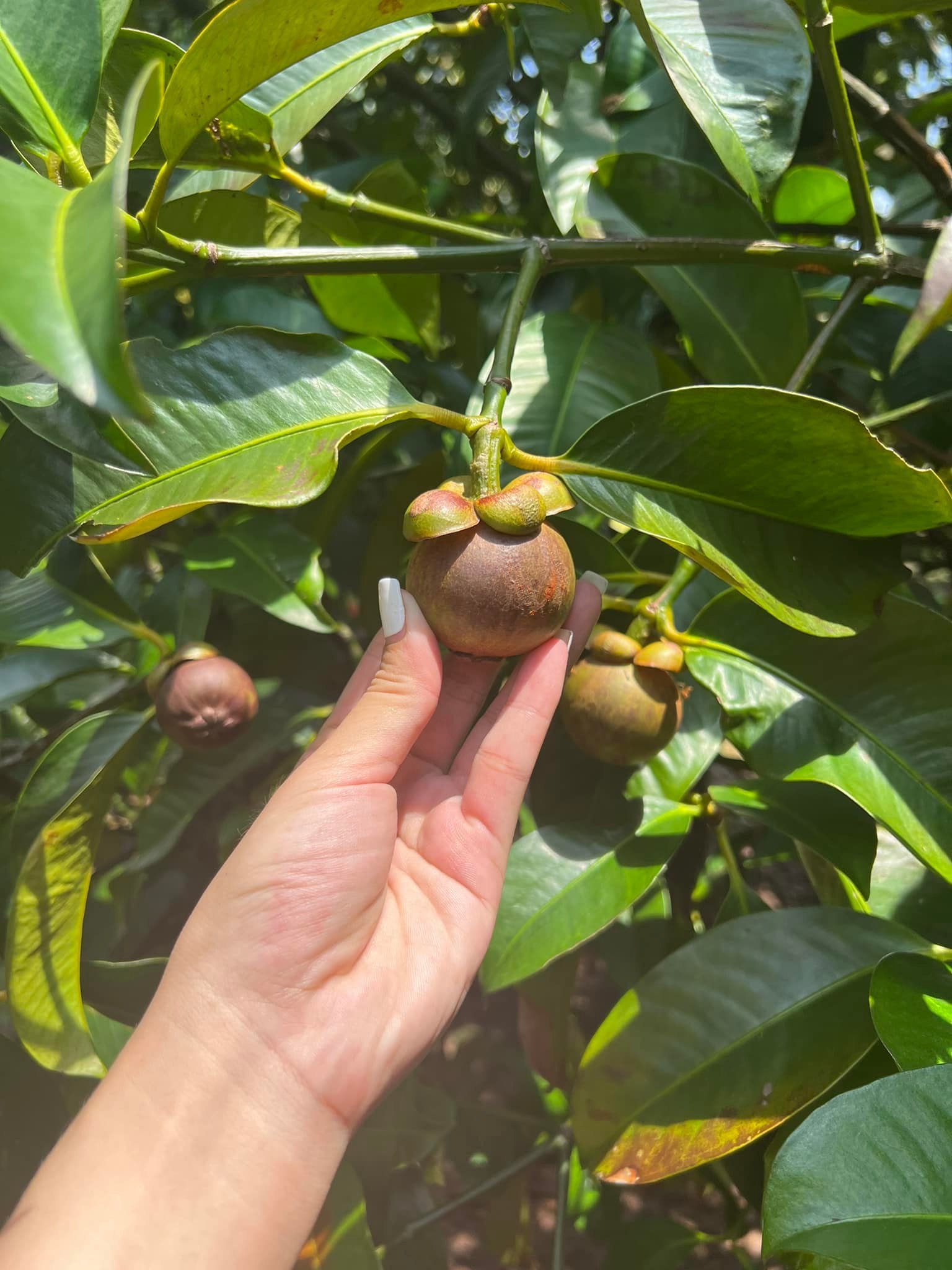 Hoa Tươi Vũng Tàu: Khai Trương, Sinh Nhật, Tang Lễ - Thiết Kế Đẹp