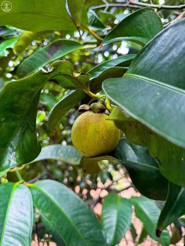 Hoa Tươi Vũng Tàu: Khai Trương, Sinh Nhật, Tang Lễ - Thiết Kế Đẹp