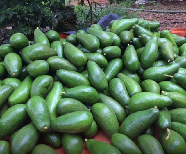 Trái Cây Vũng Tàu Tươi Ngon | Giao Nhanh, Giá Tốt Nhất!