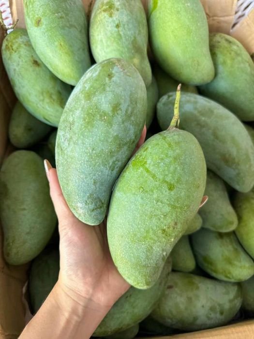 Trái Cây Vũng Tàu Tươi Ngon, Hoa Tươi Thắm | Giao Nhanh, Giá Tốt