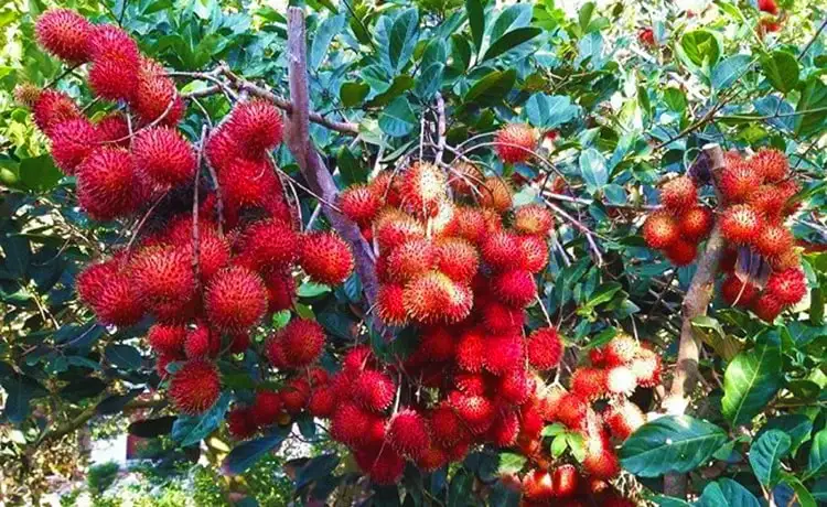 Trái Cây Vũng Tàu Tươi Ngon, Hoa Tươi Thắm | Giao Nhanh, Giá Tốt