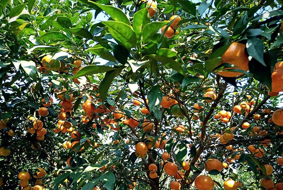 Hoa Tươi Vũng Tàu: Khai Trương, Tang Lễ, Sinh Nhật Đẹp  Ý Nghĩa