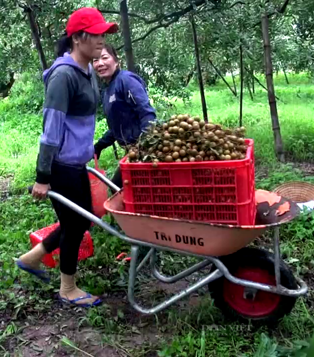 Trái cây tươi Vũng Tàu: Đặc sản ngon, bổ dưỡng cho sức khỏe