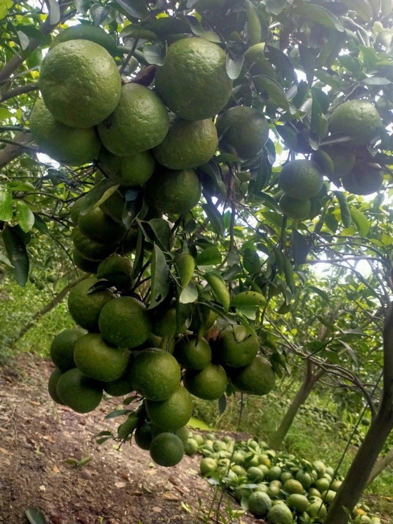 Trái Cây Tươi Vũng Tàu - Ngon Bổ Dưỡng | Đặc Sản Sạch