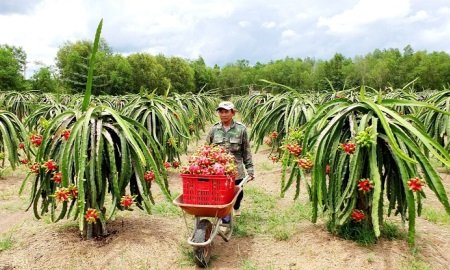 Giỏ Trái Cây Vũng Tàu - Món Quà Tinh Tế Sức Khỏe