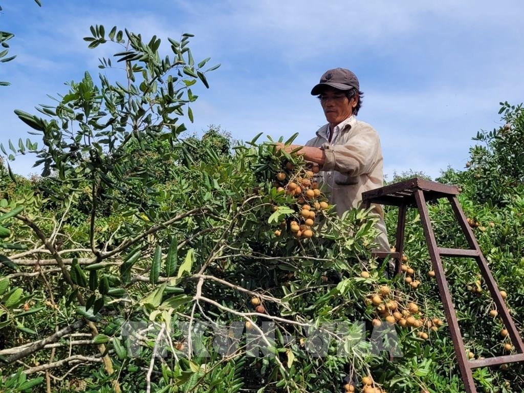 Giỏ Trái Cây Vũng Tàu - Món Quà Tinh Tế Sức Khỏe