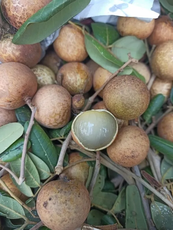 Hoa Tươi Vũng Tàu: Khai Trương, Sinh Nhật, Tang Lễ Đẹp!