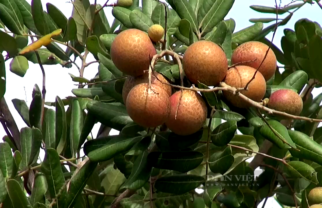 Hoa Khai Trương Vũng Tàu: Mẫu Đẹp, Sang Trọng, Gửi Lời Chúc!