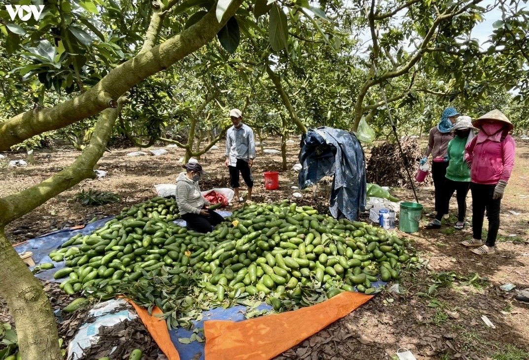 Trái cây tươi và sạch Vũng Tàu - Đảm bảo chất lượng cao