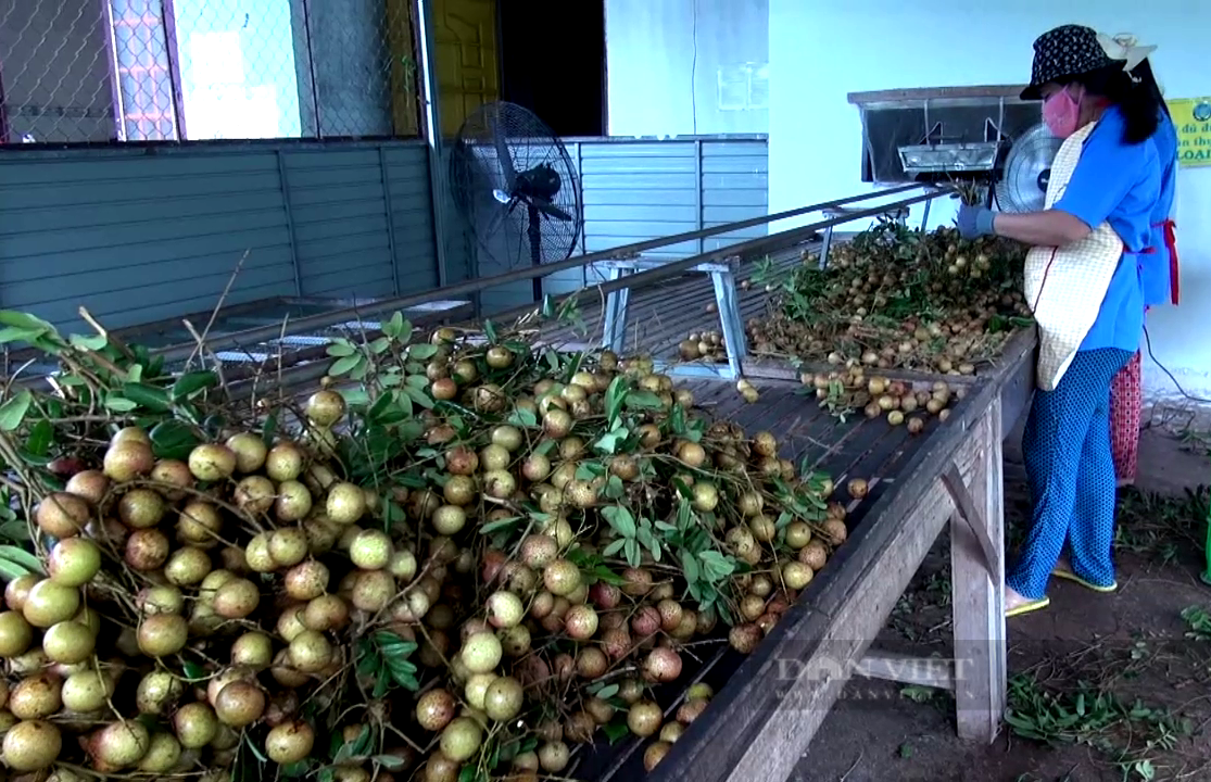 Trái cây tươi và sạch Vũng Tàu - Đảm bảo chất lượng cao