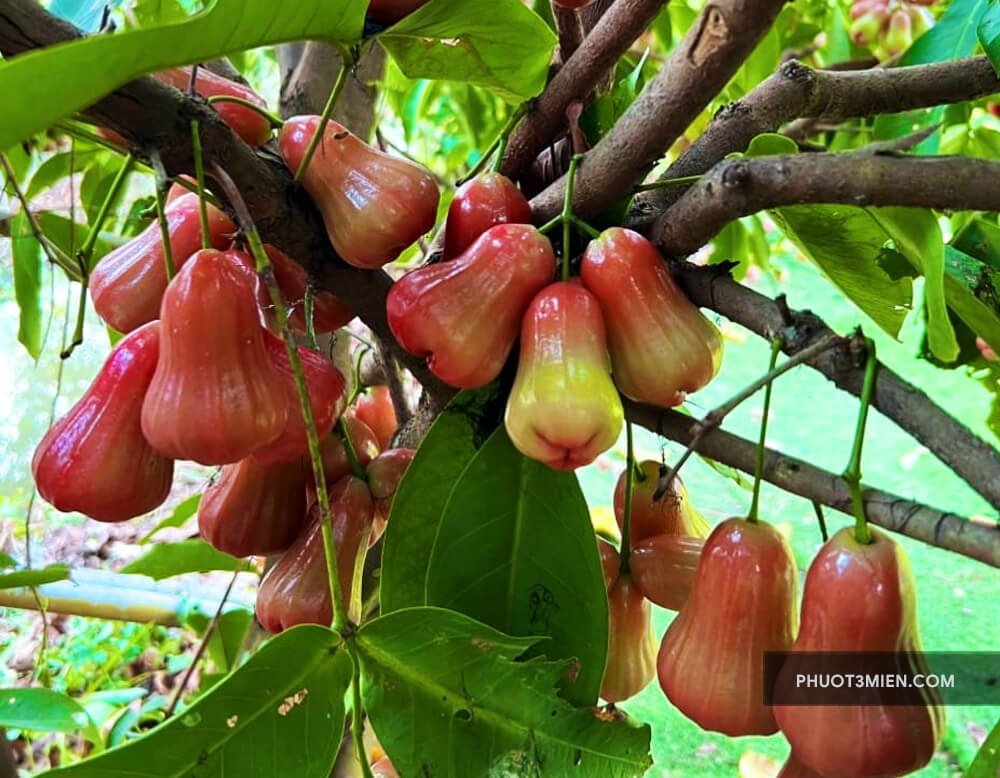 Quà tặng Trái cây Hoa tươi Vũng Tàu: Cao cấp, tươi ngon