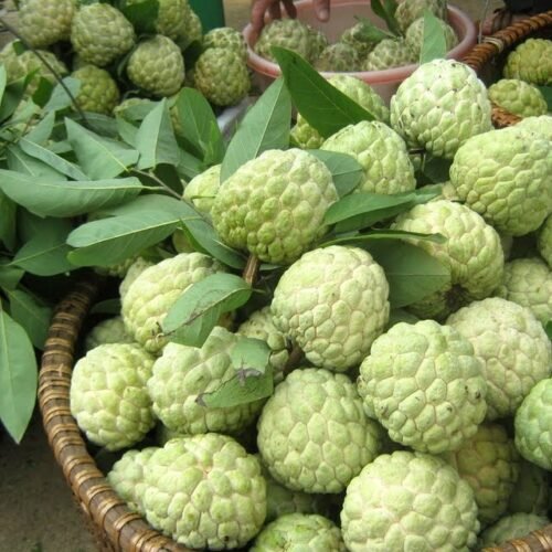 Giỏ Hộp Trái Cây Vũng Tàu Đẹp, Ý Nghĩa | Quà Tặng Khai Trương, Sinh Nhật