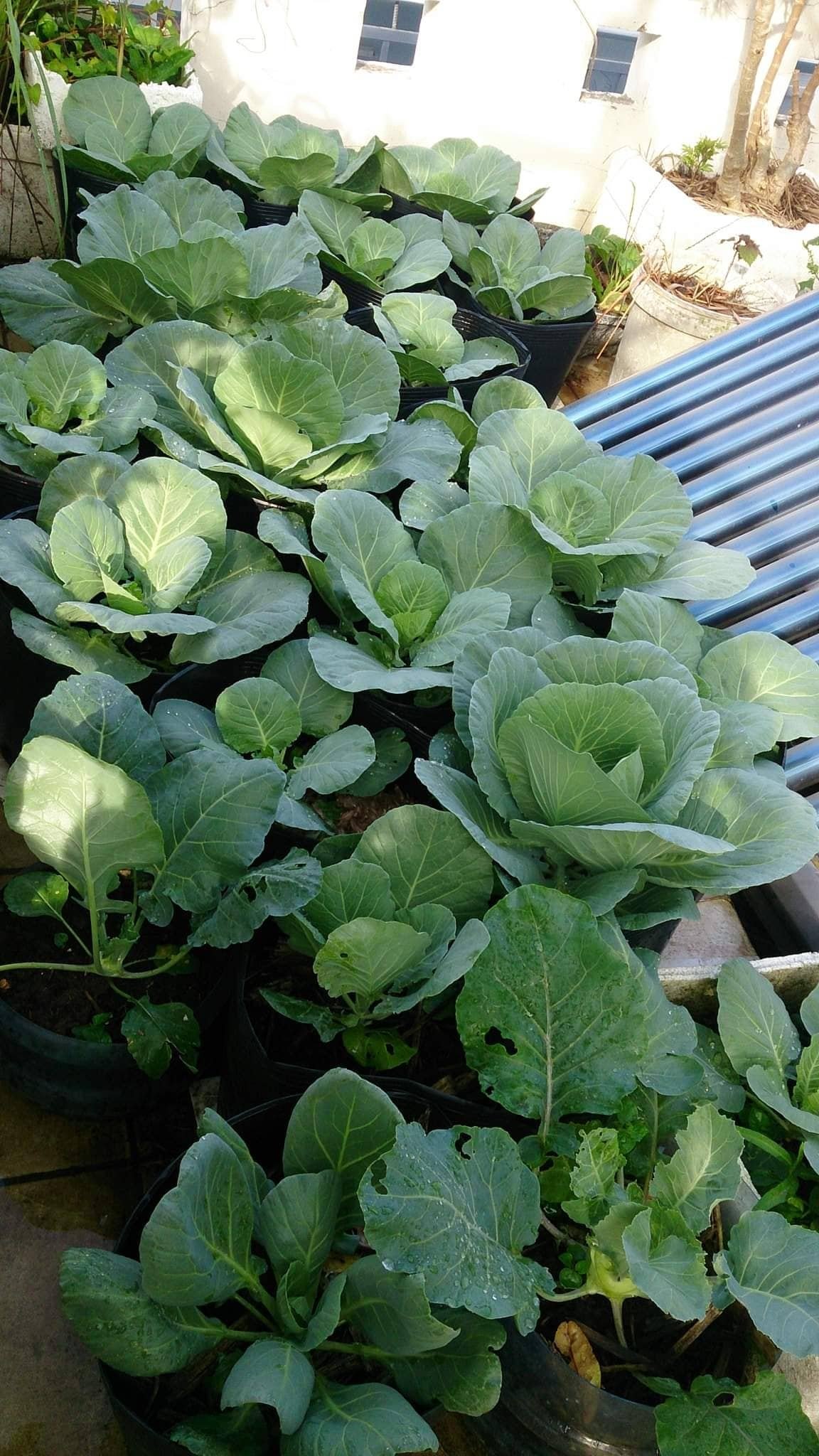 Giỏ Hộp Trái Cây Vũng Tàu Đẹp, Ý Nghĩa | Quà Tặng Khai Trương, Sinh Nhật