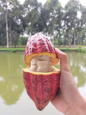 Trải Nghiệm Mua Sắm Trái Cây Tươi Vũng Tàu Và Hoa Tươi Chất Lượng Cao