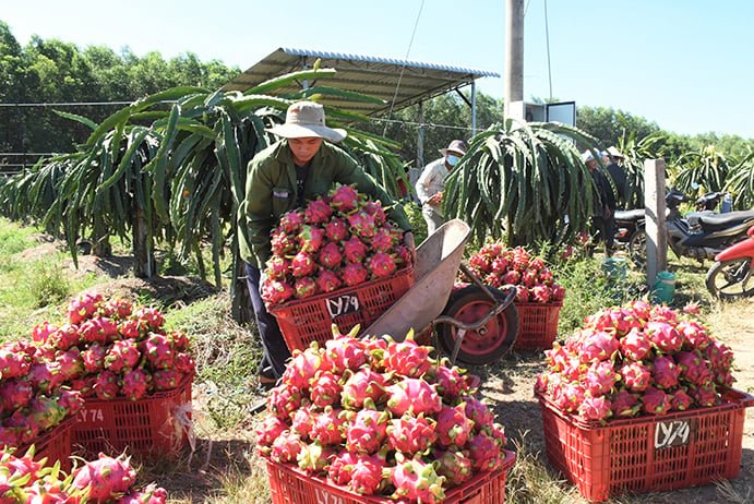 Trải Nghiệm Mua Sắm Trái Cây Tươi Vũng Tàu Và Hoa Tươi Chất Lượng Cao